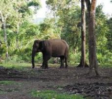 Mengisi Liburan Rekreasi Menunggang Gajah