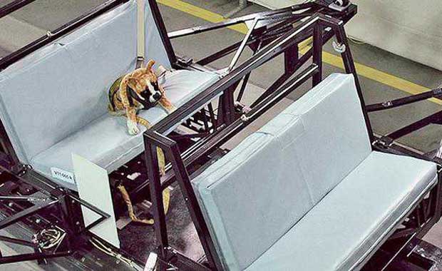 Subaru Pelopori Pengujian Kecelakaan Kendaraan untuk Anjing